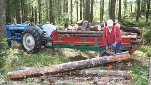 Mann i skogen sager tre med motorsag og en traktor i bakgrunnen